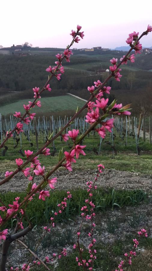 Cascina Baresane Alba (Piedmont) Exterior foto